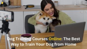 Read more about the article The Best Way to Train Your Dog from Home