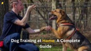 Read more about the article Dog Training at Home