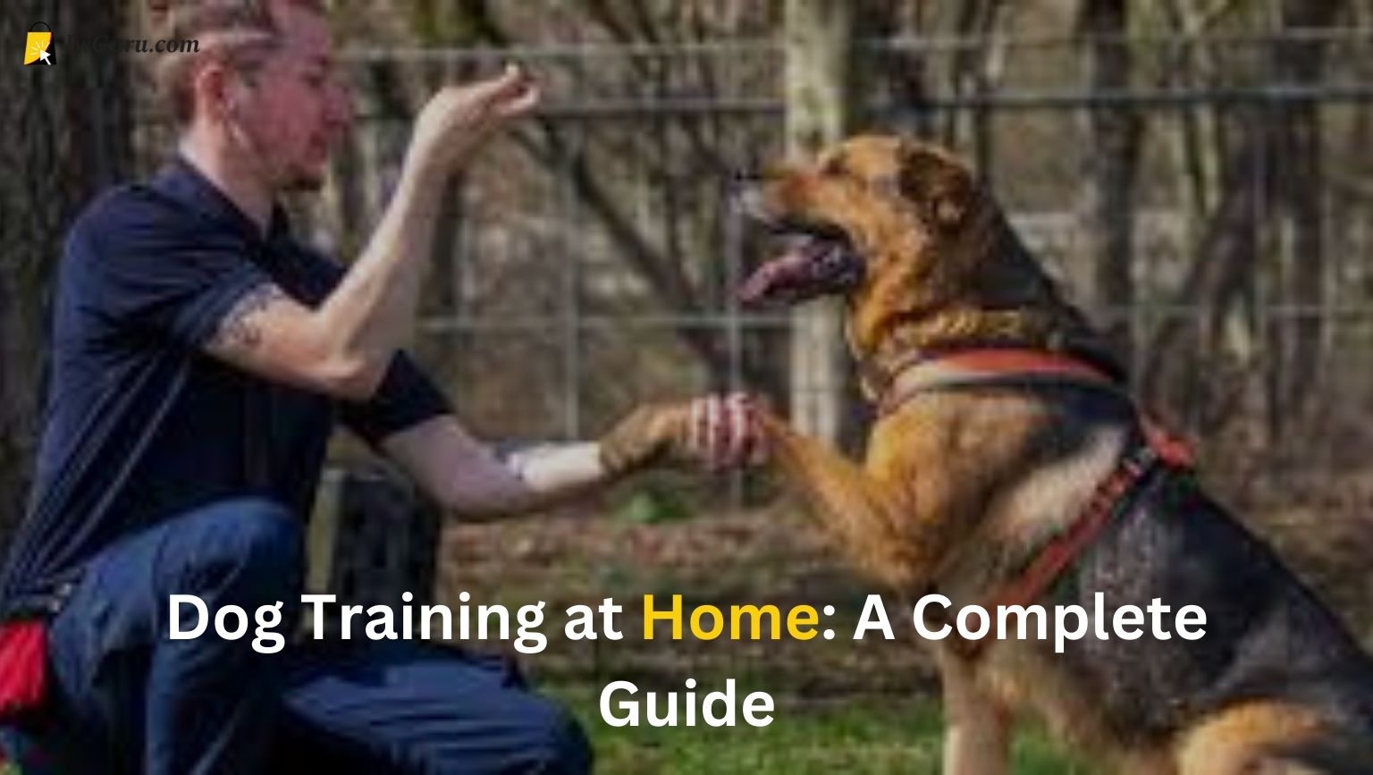 Read more about the article Dog Training at Home