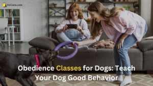 Read more about the article Obedience Classes for Dogs