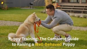 Read more about the article Puppy Training