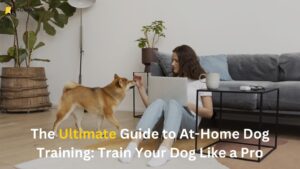 Read more about the article At home dog training