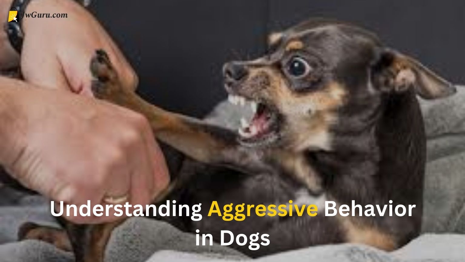 Read more about the article Aggressive dog training