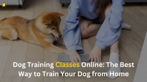 Read more about the article Dog Training Classes Online